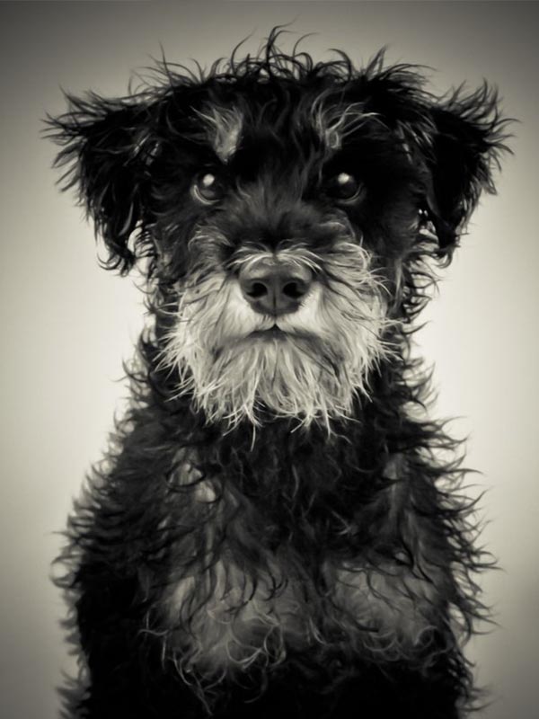 Snoops Grooming Parlour. Dog Grooming Malvern and Worcester